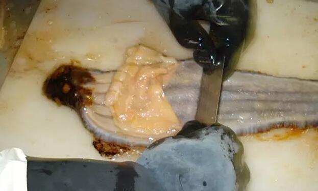 你知道世界上的鱼类有多少个,你知道的海底世界有多少种鱼