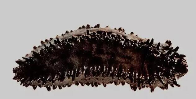 你知道世界上的鱼类有多少个,你知道的海底世界有多少种鱼