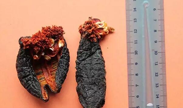 你知道世界上的鱼类有多少个,你知道的海底世界有多少种鱼