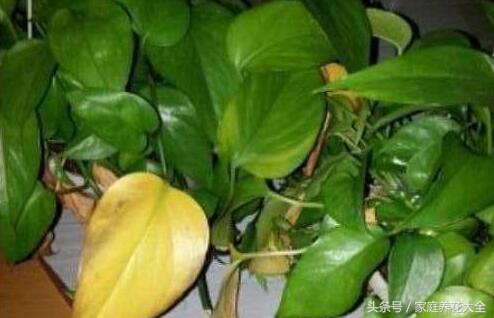 绿萝太长不上墙还有别的方法吗,绿萝叶子发黄快速补救方法水养