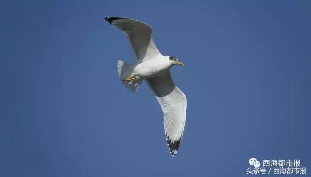 青海最惹眼的“尕网红”！“单挑哥”“白娘子”“老哇爷”