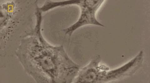 卵子和精子相遇……怎么就变成小孩了?