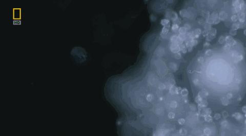 卵子和精子相遇……怎么就变成小孩了?