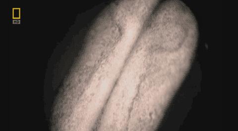 卵子和精子相遇……怎么就变成小孩了?