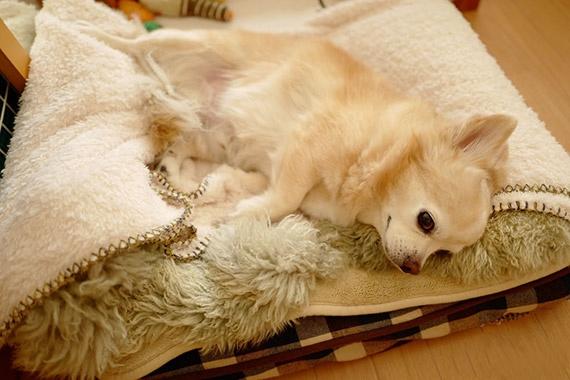 狗狗怀孕了应该怎么喂养,狗狗怀孕怎么补营养