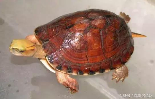 龟类推荐,龟类最新信息