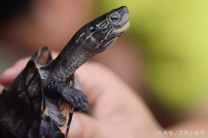 龟类推荐,龟类最新信息