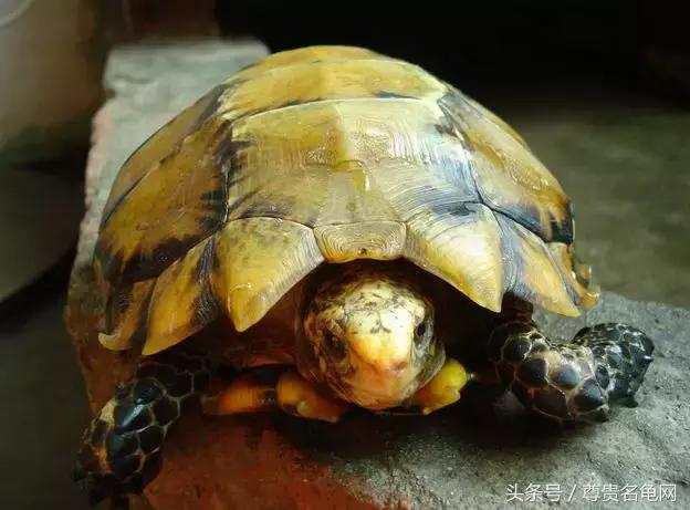 龟类推荐,龟类最新信息