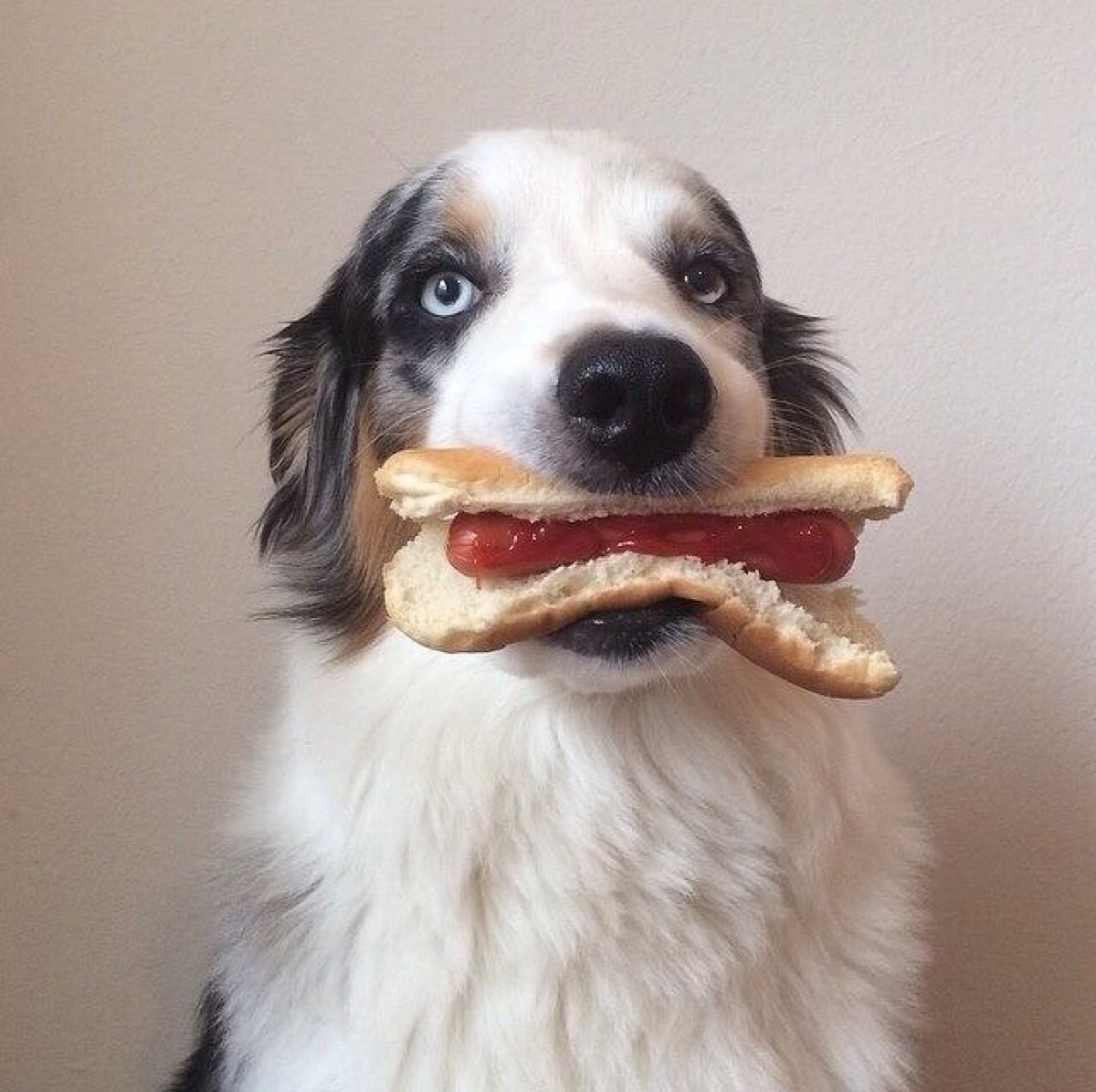 狗狗营养蛋,狗狗元气蛋做法