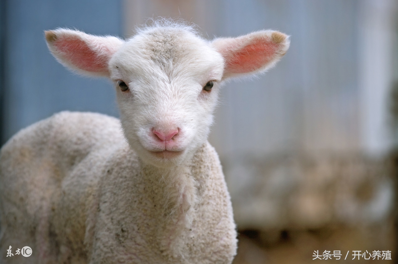 羊接种布病疫苗,布病疫苗一支多少羊用