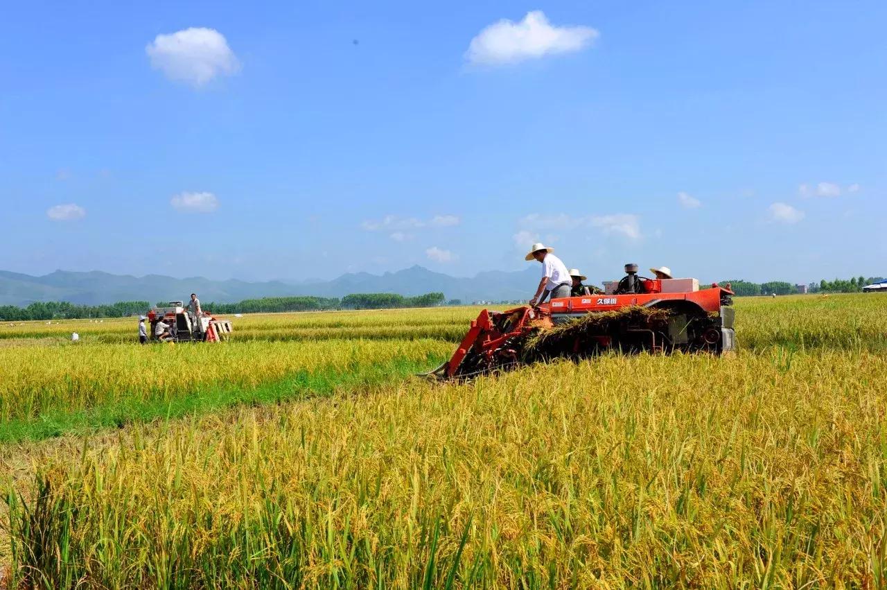广西粮食产业,广西粮食产业发展