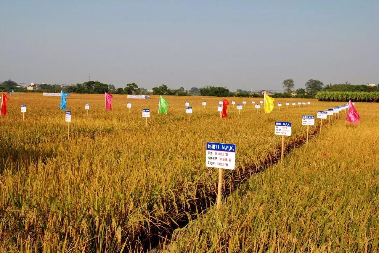 广西粮食产业,广西粮食产业发展