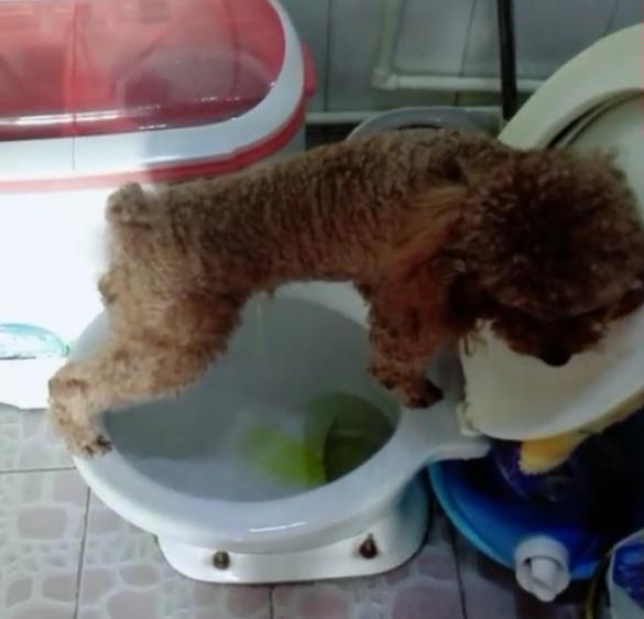 自己跳上马桶上厕所,这只小泰迪太聪明啦,主人表示1万块也不卖