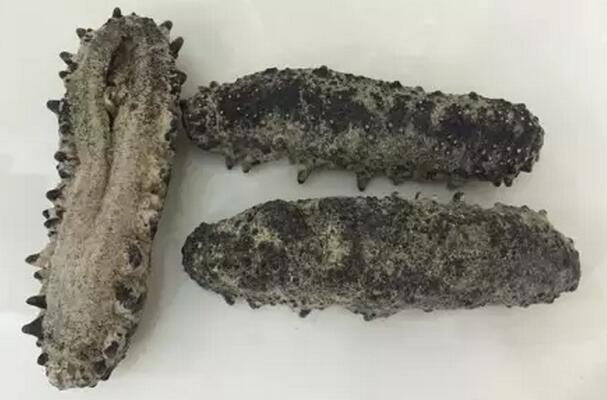 你知道世界上的鱼类有多少个,你知道的海底世界有多少种鱼