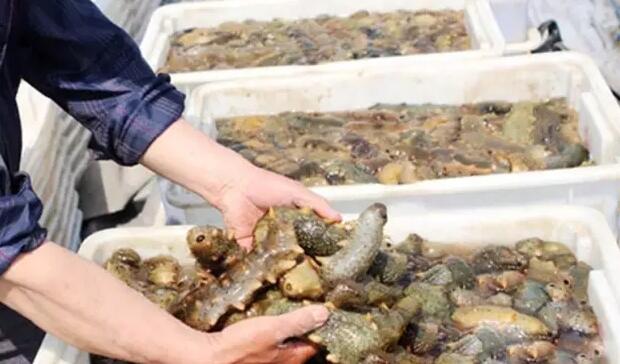 你知道世界上的鱼类有多少个,你知道的海底世界有多少种鱼