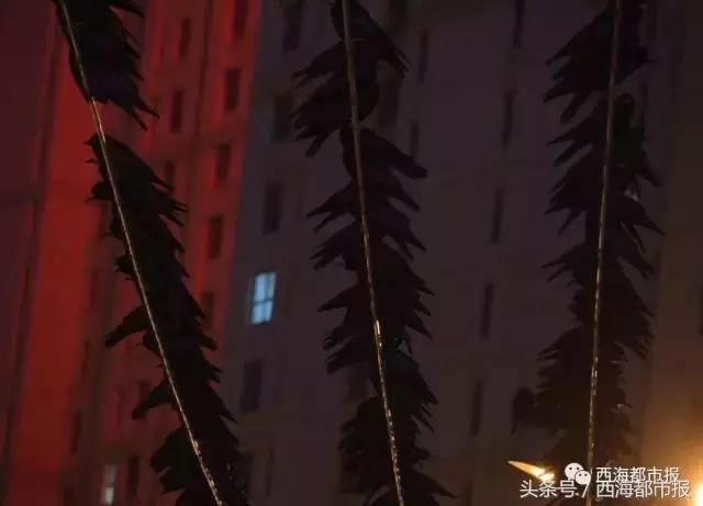 青海最惹眼的“尕网红”！“单挑哥”“白娘子”“老哇爷”