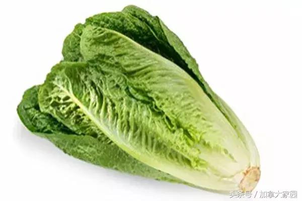紧急！E.coli0157:H7杀到，最近美国，加拿大的生菜都别吃了！
