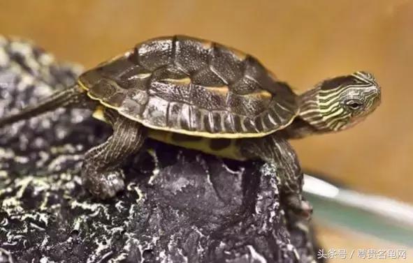 龟类推荐,龟类最新信息