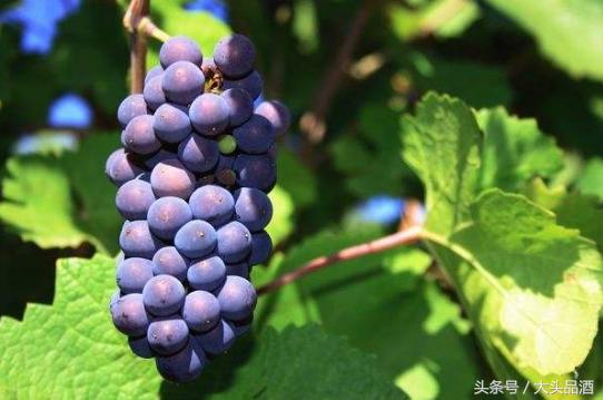 葡萄酒价格受什么影响,为什么葡萄酒越来越便宜了