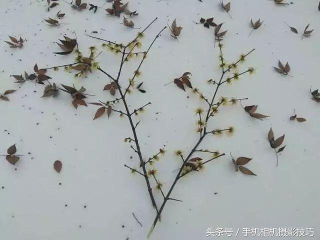 最普通的雪景拍摄感觉,看看你们拍的雪景是什么样的