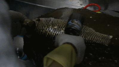 烤鱼界扛把子脆皮豆花烤鱼,烤鱼界扛把子