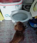 自己跳上马桶上厕所,这只小泰迪太聪明啦,主人表示1万块也不卖