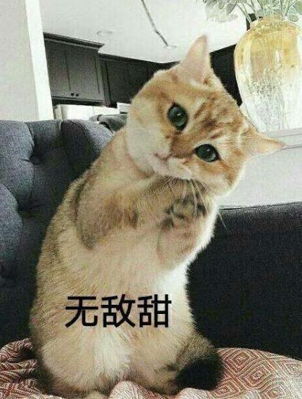 养宠小知识猫咪感冒吃什么,猫咪喂养中容易出现的身体问题
