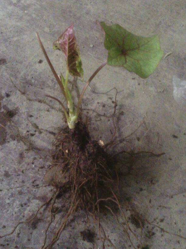 目前什么野生药材价格最高,野生药材价格高但不适种植