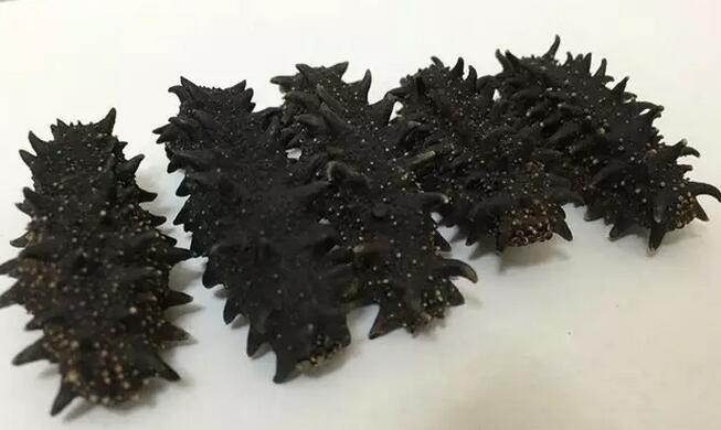 你知道世界上的鱼类有多少个,你知道的海底世界有多少种鱼