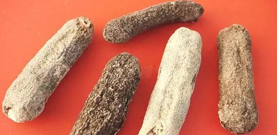 你知道世界上的鱼类有多少个,你知道的海底世界有多少种鱼