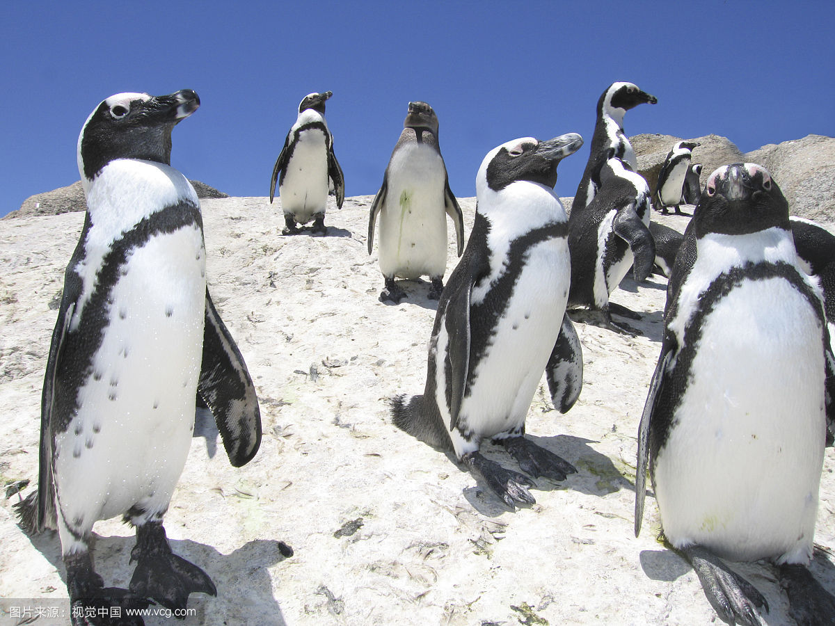 小企鹅不爱吃饭,小企鹅的可爱之处