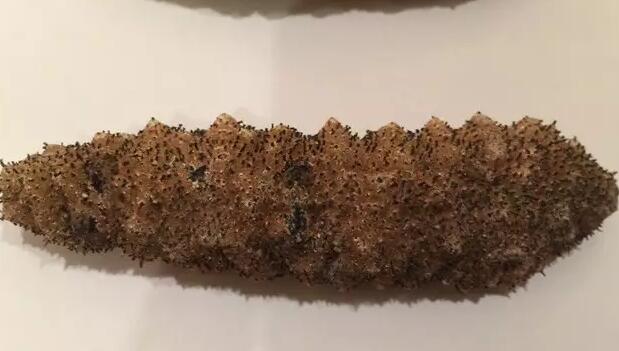 你知道世界上的鱼类有多少个,你知道的海底世界有多少种鱼