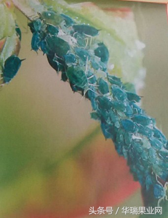 石榴树的主要害虫有哪些如何防治,石榴树蚜虫怎么除