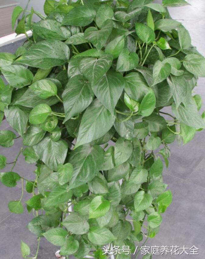 绿萝太长不上墙还有别的方法吗,绿萝叶子发黄快速补救方法水养