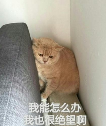 猫咪顽固性腹泻怎么办,两个月猫咪拉肚子最快的解决办法