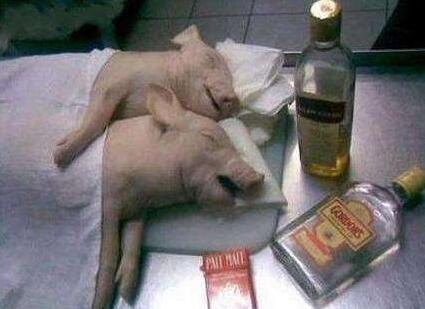 企鹅娘吐槽：日本女COSER竟然两天赚了1000万！