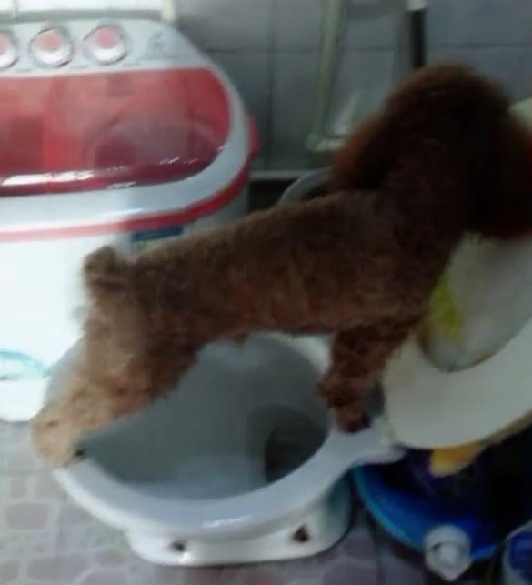 自己跳上马桶上厕所,这只小泰迪太聪明啦,主人表示1万块也不卖