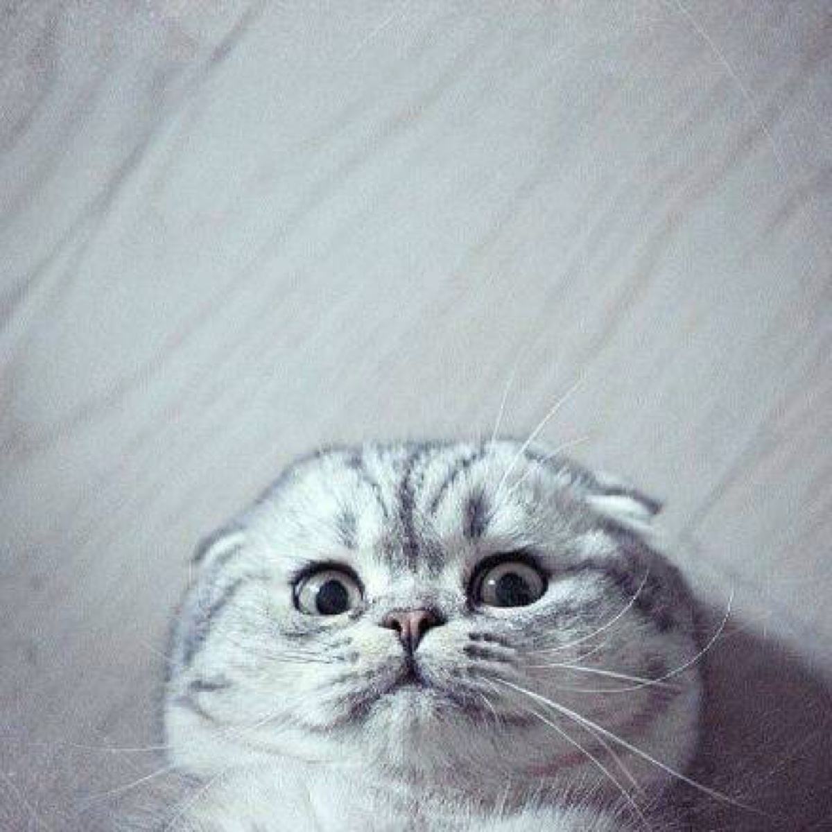 养宠小知识猫咪感冒吃什么,猫咪喂养中容易出现的身体问题