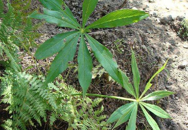 目前什么野生药材价格最高,野生药材价格高但不适种植