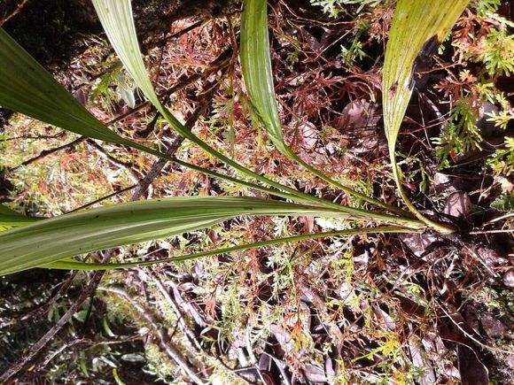 目前什么野生药材价格最高,野生药材价格高但不适种植