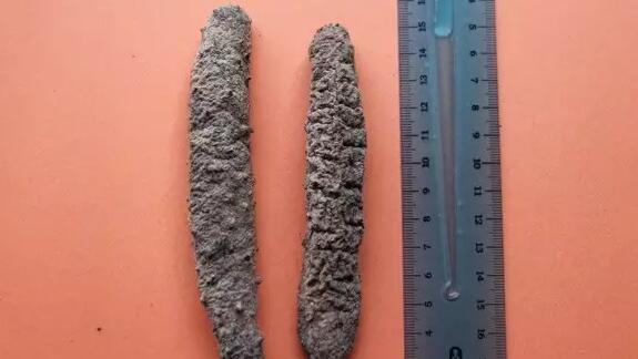 你知道世界上的鱼类有多少个,你知道的海底世界有多少种鱼