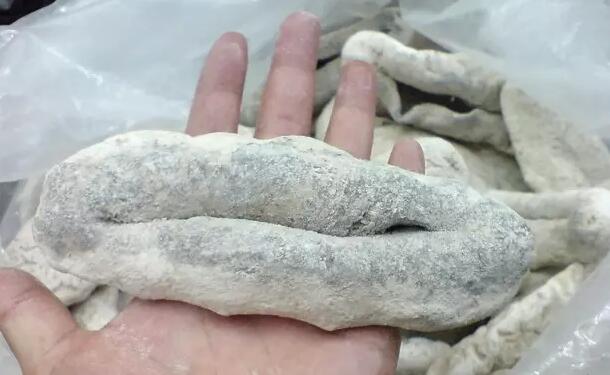 你知道世界上的鱼类有多少个,你知道的海底世界有多少种鱼