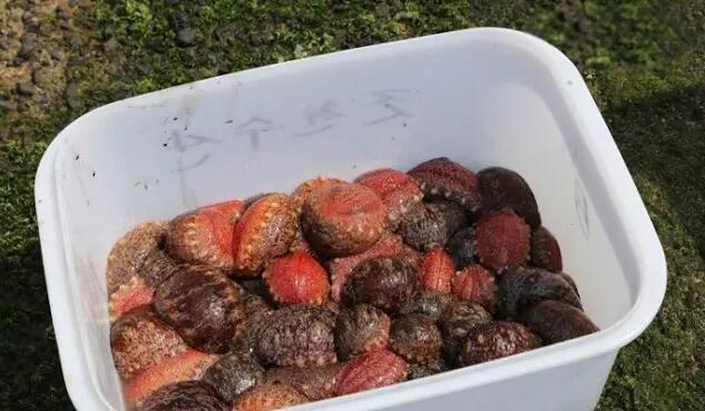 你知道世界上的鱼类有多少个,你知道的海底世界有多少种鱼