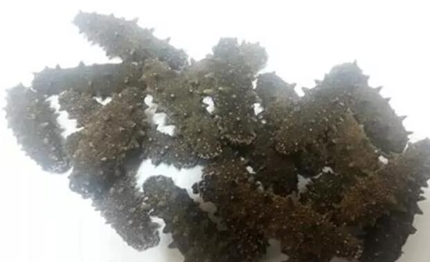 你知道世界上的鱼类有多少个,你知道的海底世界有多少种鱼