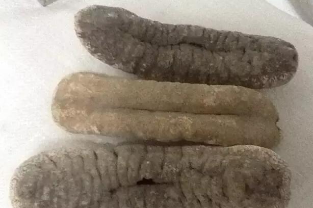 你知道世界上的鱼类有多少个,你知道的海底世界有多少种鱼