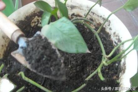 绿萝太长不上墙还有别的方法吗,绿萝叶子发黄快速补救方法水养