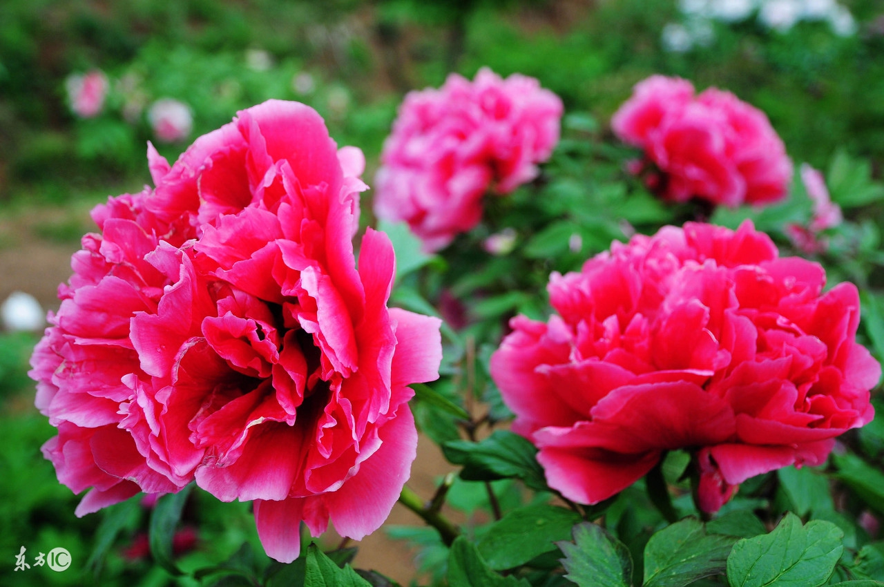 李白的清平调三首其一讲解,李白最难超越的一首诗清平调