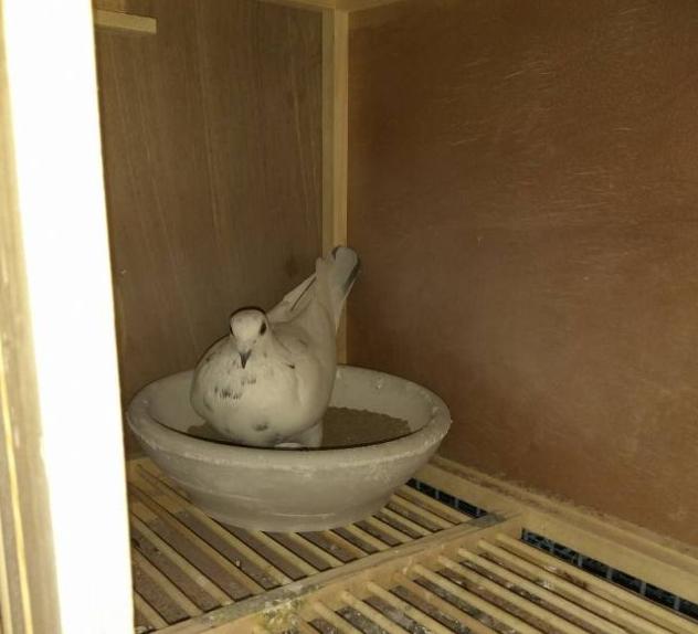 给幼鸽喂蛋小米,幼鸽生长丸1天喂几粒