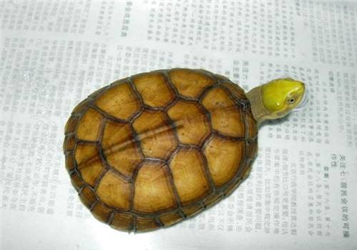 黄喉龟养殖方法和注意事项,黄喉小青龟饲养