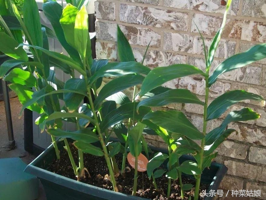 生姜种植的步骤和方法,生姜种植方法详细步骤